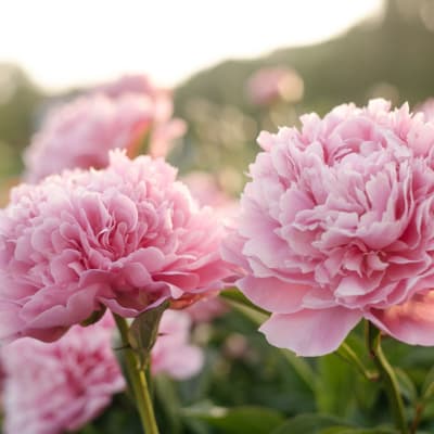 Close-up of pink peony blooms in soft sunlight