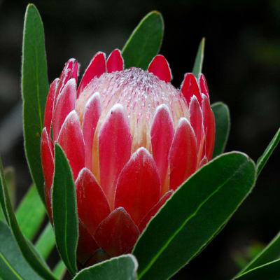 Close-up of a red protea flower with green leaves