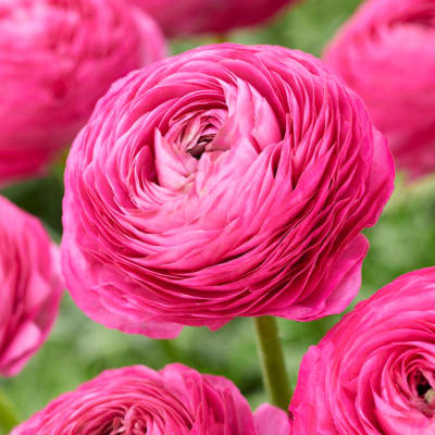 Close-up of bright pink ranunculus blooms
