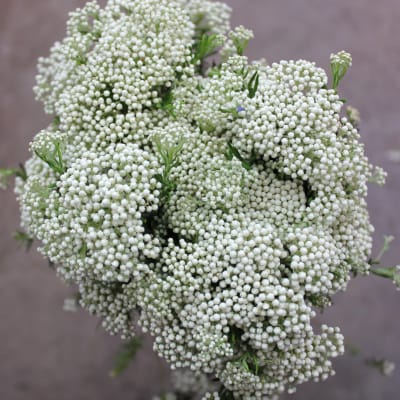 Cluster of tiny white flowers with a few green sprigs