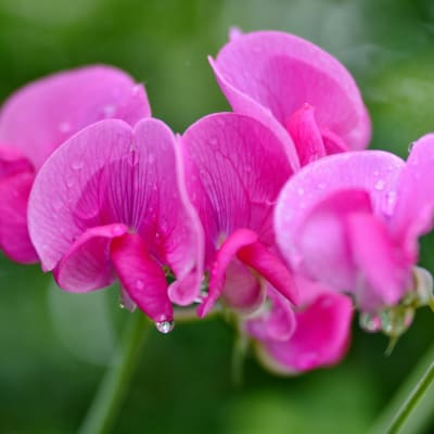 Close-up of bright pink sweet pea flowers with water droplets