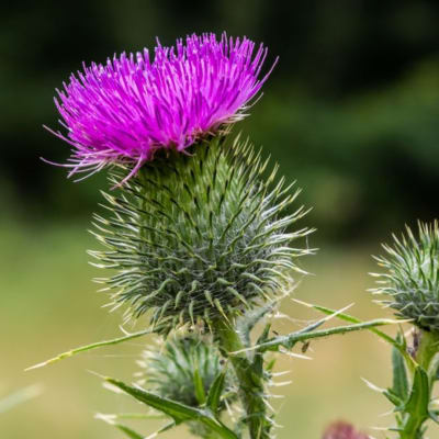 Purple thistle flower with a spiky green stem