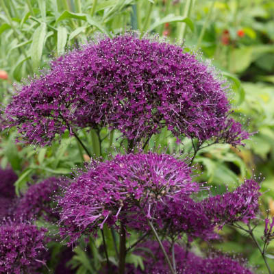 Purple allium flowers in bloom against a soft green garden background