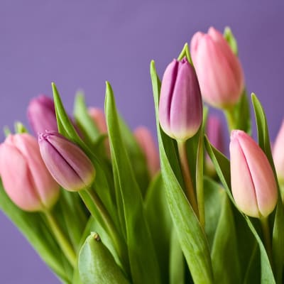 Pink and purple tulips against a purple background