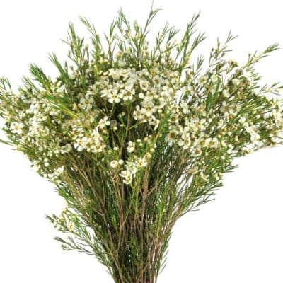 White waxflower bouquet with fine green stems on a white background