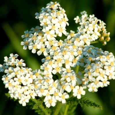 Cluster of small white flowers with yellow centers on a green background