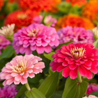 Close-up of pink and red zinnia flowers in bloom