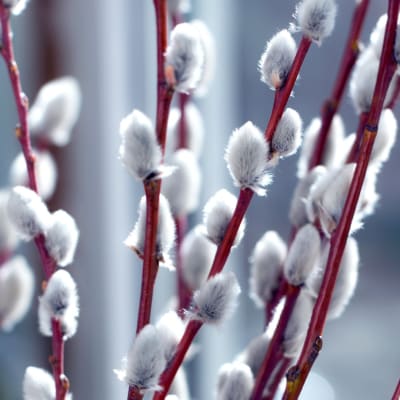 Close-up of pussy willow branches with soft white catkins