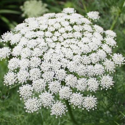 Cluster of tiny white flowers in a rounded bloom