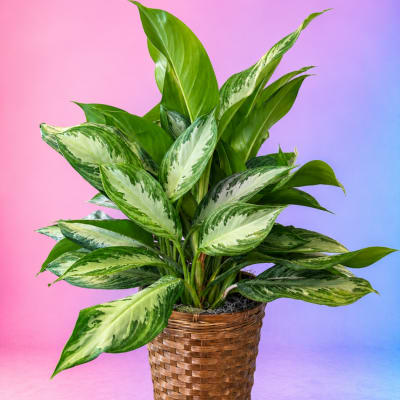 Potted variegated green houseplant in a woven basket