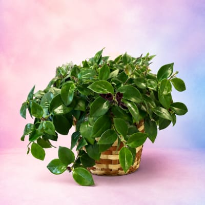 Potted green houseplant in a woven basket