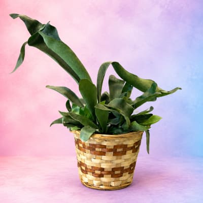 Potted green plant in a woven basket planter