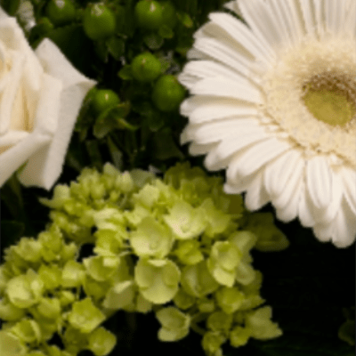 Purity Designer's Choice