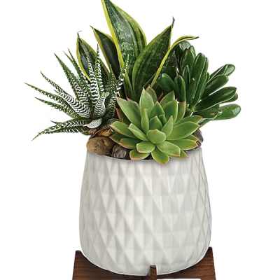 Succulent arrangement in a white textured pot on a wooden stand