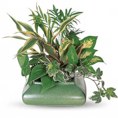 Mixed green houseplants arranged in a rectangular ceramic planter