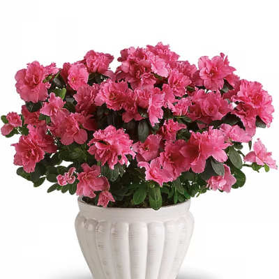 Pink azalea plant in a white ceramic pot