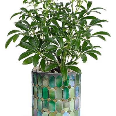 Potted green houseplant in a mosaic-patterned container
