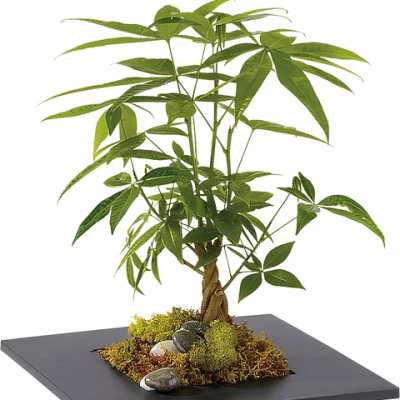 Potted money tree plant in a shallow black tray with moss and stones