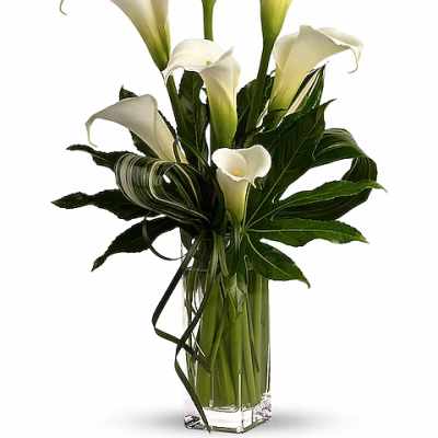 White calla lilies arranged in a clear glass vase with dark green leaves