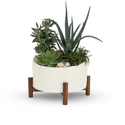 Succulent arrangement in a white planter on a wooden stand