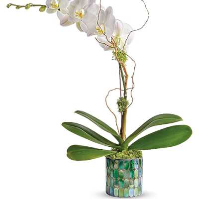 White orchid arrangement in a mosaic glass pot
