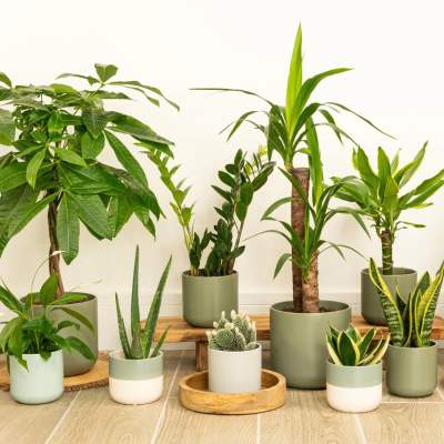 Assorted potted houseplants and succulents in ceramic pots