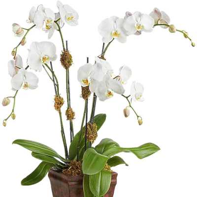 White orchid plant in a brown square planter