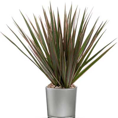 Potted spiky green plant in a silver container