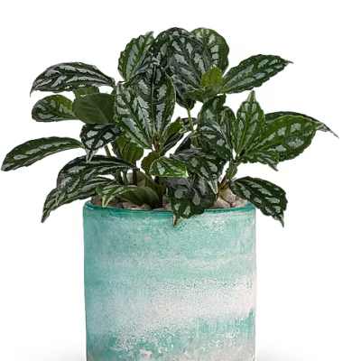 Potted plant with patterned green leaves in a turquoise glass container