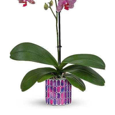 Potted pink orchid with speckled blooms in a patterned container