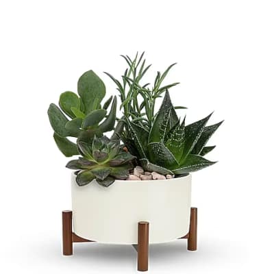 Succulent arrangement in a white planter on a wooden stand