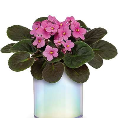 Pink African violet in an iridescent glass vase