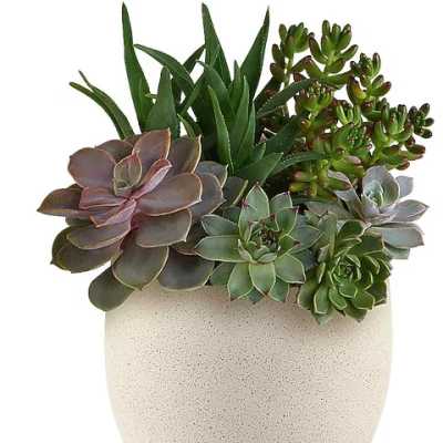 Succulent arrangement in a speckled beige pot