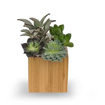 Succulent arrangement in a square wooden planter