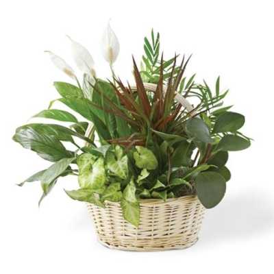 Basket of assorted green houseplants with white peace lilies