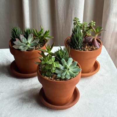 Three terracotta pots of assorted succulents on a white cloth