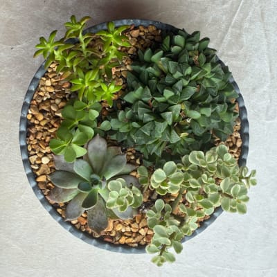 Round planter filled with assorted succulents and pebbles