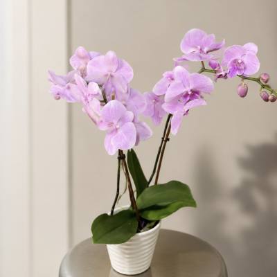 Pink orchid plant in a white pot on a stool