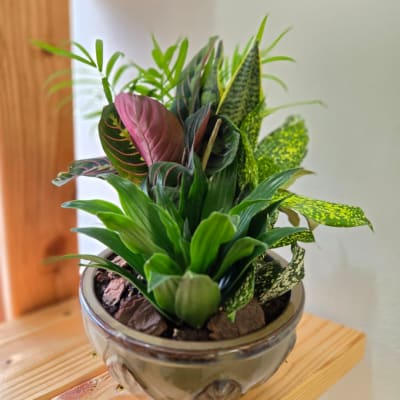 Potted mixed houseplant arrangement in a ceramic bowl