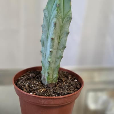 Potted cactus-like succulent in a small plastic nursery pot