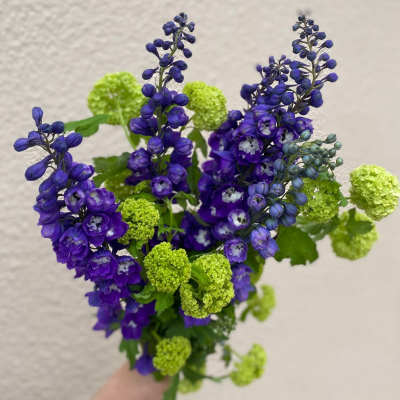 Delphinium