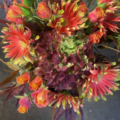 Gerbera