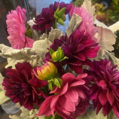 Dahlia