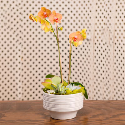 Potted orchid arrangement with peach blooms in a white ceramic planter