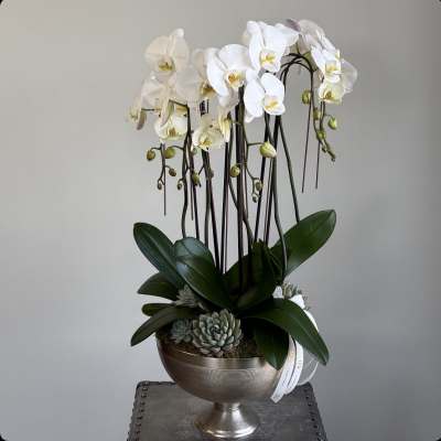White orchids in a silver pedestal bowl with succulents