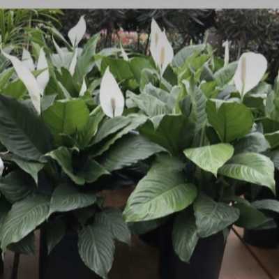 Potted peace lilies with white blooms and broad green leaves