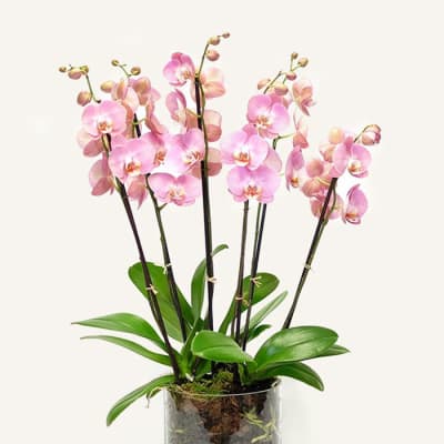 A Dazzling Dance Phalaenopsis Orchids arrangement