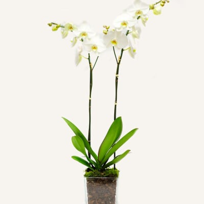 Simple Beautiful ) White Orchid Plant