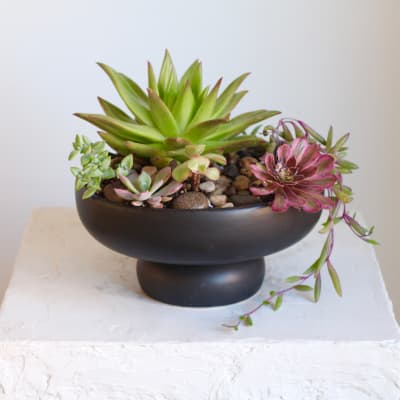 Succulent arrangement in a black pedestal bowl with mixed rosette plants