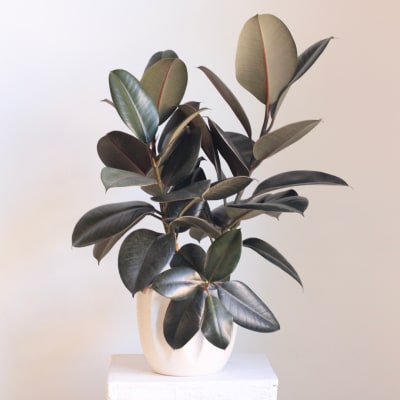 Potted rubber plant with dark oval leaves in a white ceramic pot